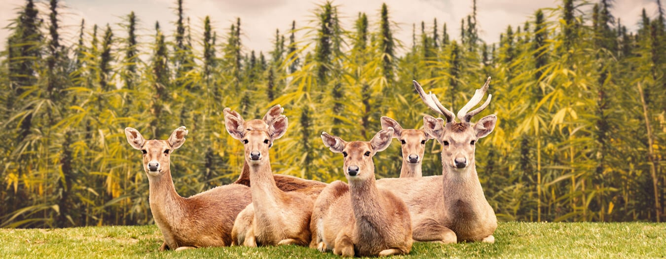 Deers in a Cannabis Garden