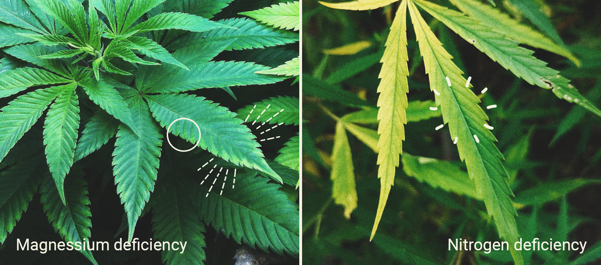 Bitterzout: een natuurlijk element voor het kweken van gezonde cannabis Bitterzout: een natuurlijk element voor het kweken van gezonde cannabis