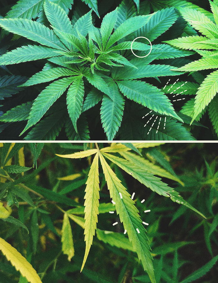 Bitterzout: een natuurlijk element voor het kweken van gezonde cannabis Bitterzout: een natuurlijk element voor het kweken van gezonde cannabis
