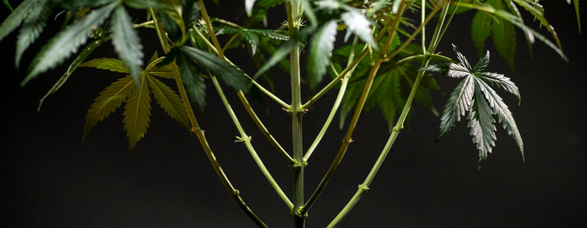Defoliation Defoliation