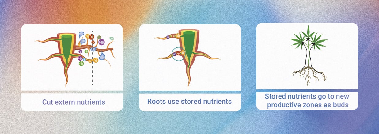 Hoe en Wanneer Je Marijuana Planten Kunt Spoelen