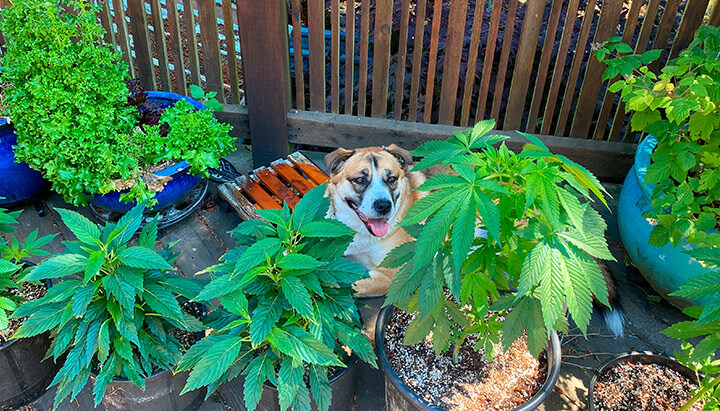 Dogs and Cannabis