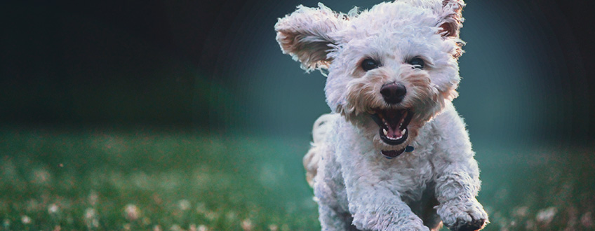 DE EFFECTEN VAN CBD OP HONDEN DE EFFECTEN VAN CBD OP HONDEN