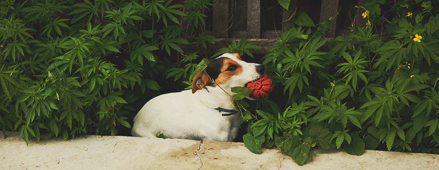 Hond consumeert cannabis Hond consumeert cannabis