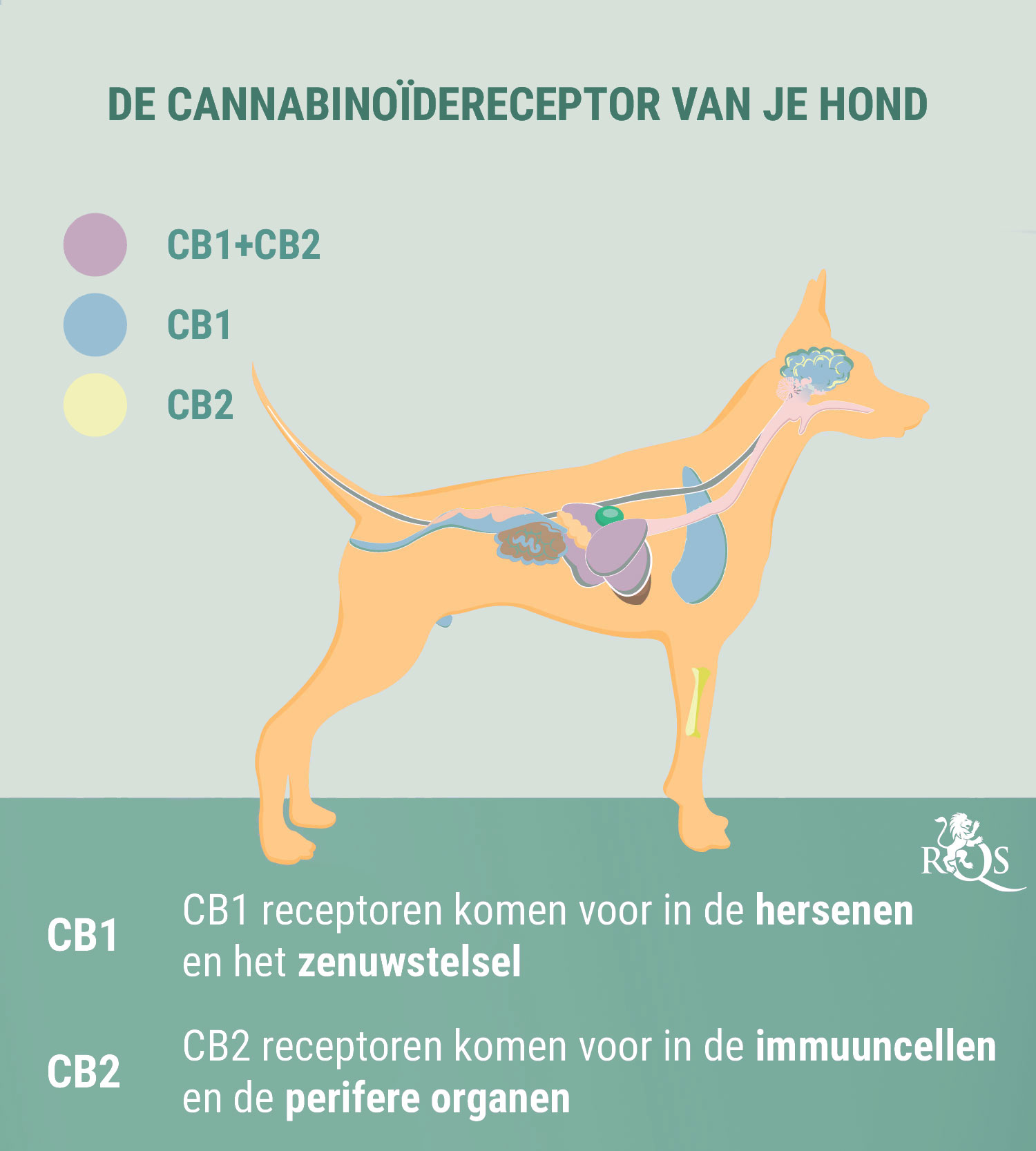 CBD voor Honden: Wat We tot Nu Toe Weten CBD voor Honden: Wat We tot Nu Toe Weten