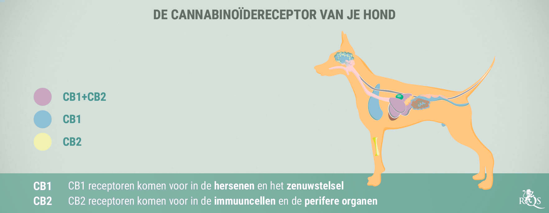 CBD voor Honden: Wat We tot Nu Toe Weten CBD voor Honden: Wat We tot Nu Toe Weten