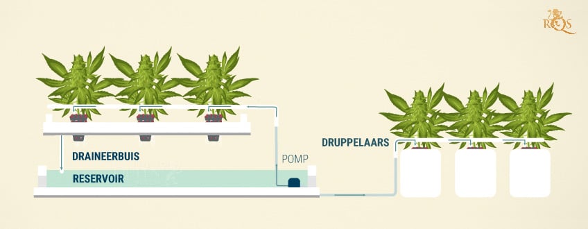 Continuous Drip Hydroponics