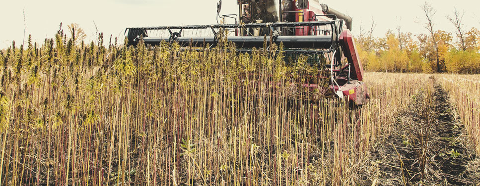 Dry farming: een voorbeeld van regeneratieve landbouw