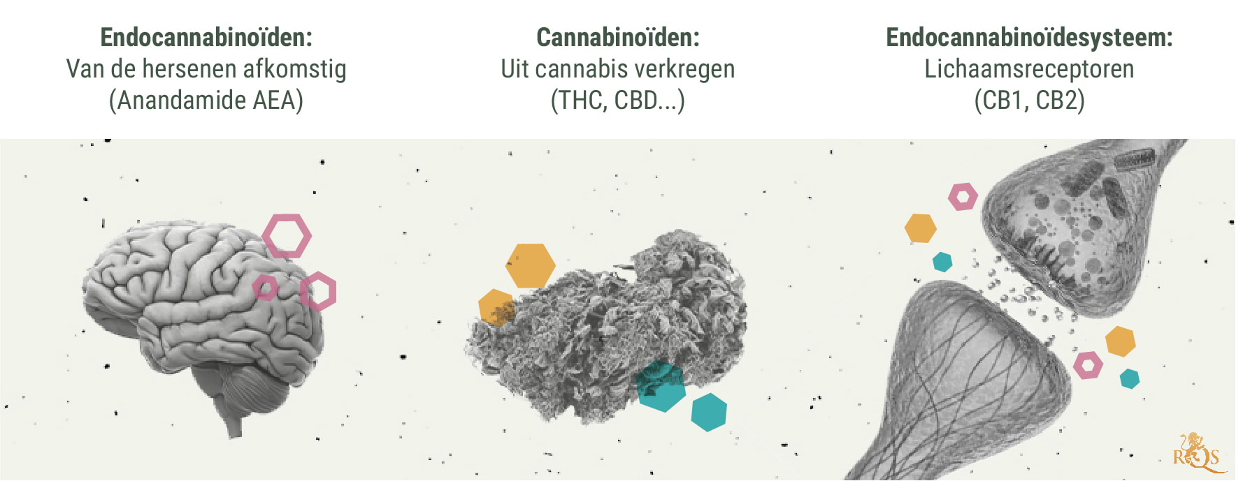 De Chemie van de Cannabis-high