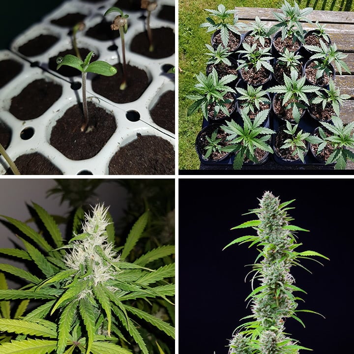 El Patron grow stages