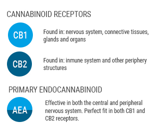 Endocannabinoid System