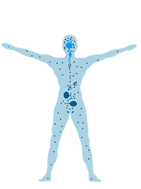 Endocannabinoid System