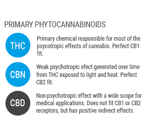 Endocannabinoid System
