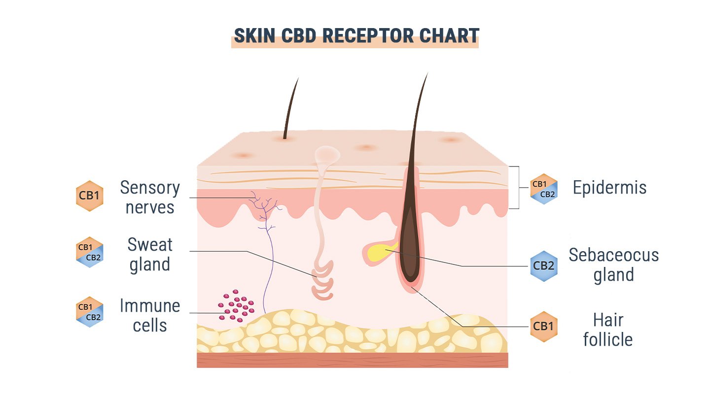 GPR55: de derde cannabinoïdereceptor?