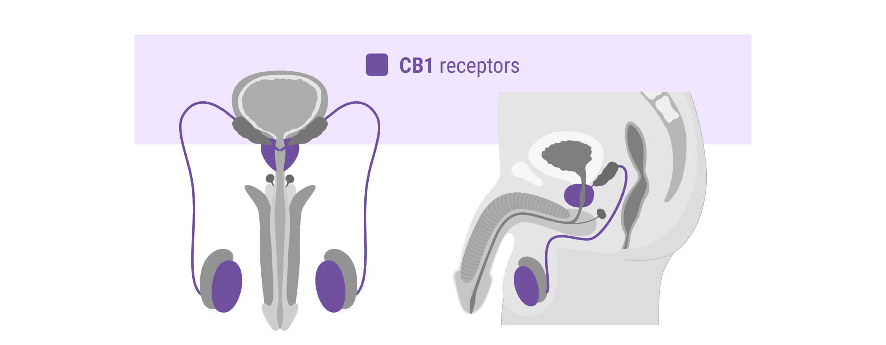 Wat is CBD?