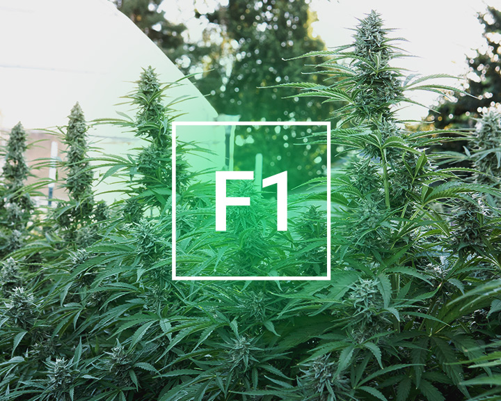F1 F1