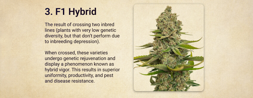 F1 Hybrid F1 Hybrid