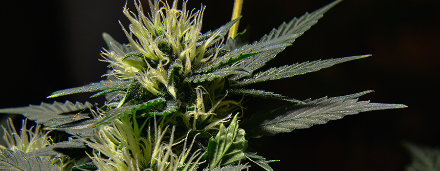 Feminized Cananbis Feminized Cannabis