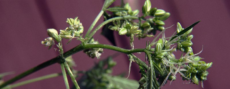 Make Feminized Seeds Make Feminized Seeds