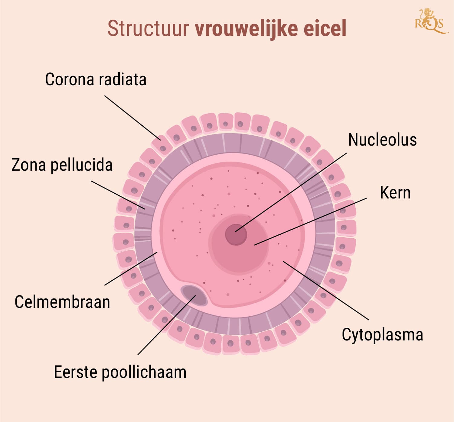 Vruchtbaarheid van de man