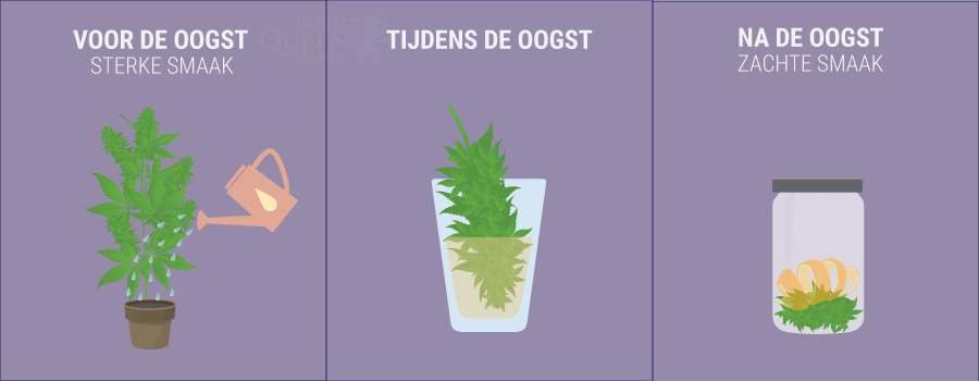 Hoe voeg je smaak toe aan je cannabis voor, tijdens en na het oogsten? Hoe voeg je smaak toe aan je cannabis voor, tijdens en na het oogsten?