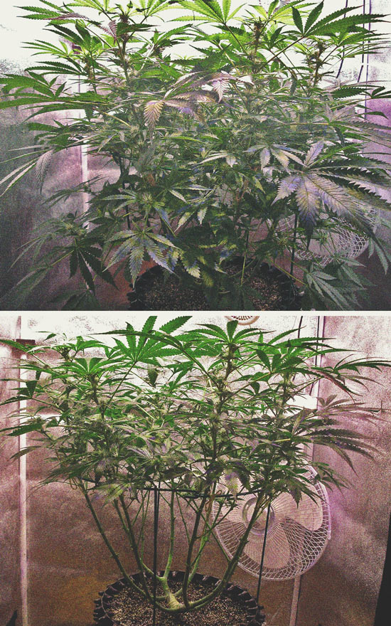 Defoliation Cannabis Plant in the Flowering Phase