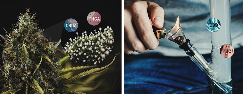 Wat zijn cannabinoïdezuren? Wat zijn cannabinoïdezuren?