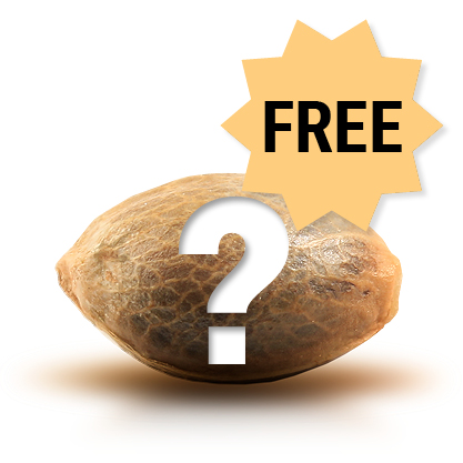 Free feminized cannabis seeds with your order Free feminized cannabis seeds with your order