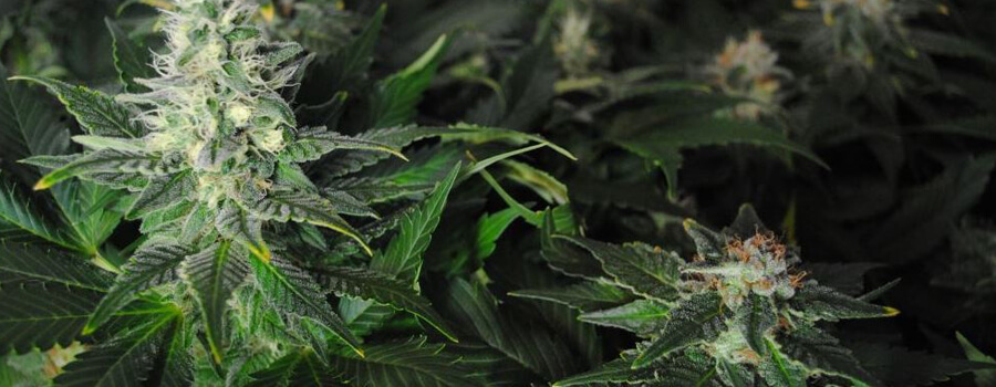 Fruit Spirit Cannabis Warmere Klimaten Fruit Spirit Cannabis Warmere Klimaten