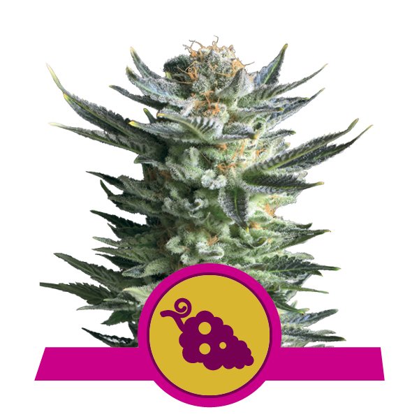 kopen Feminized Fruit Spirit Cannabis
kopen Feminized Fruit Spirit Cannabis