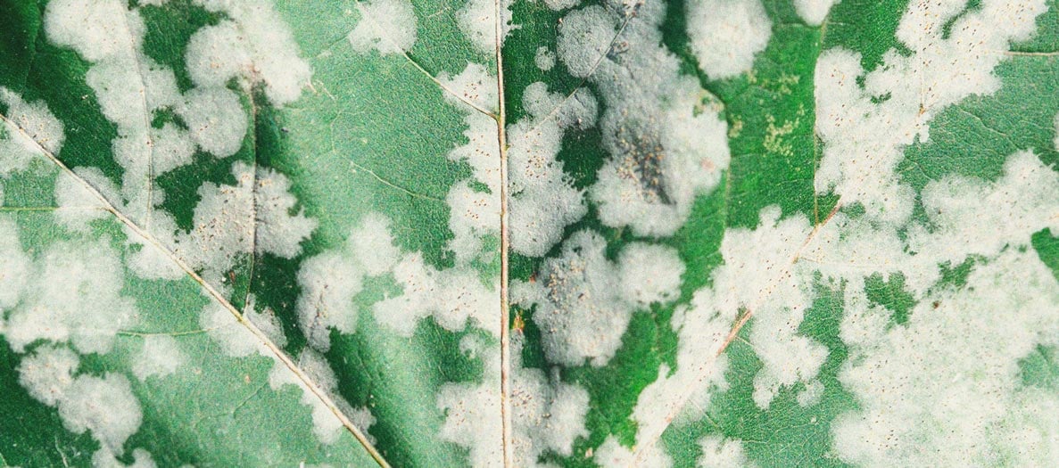 Silicium Gebruiken om Gezondere Wietplanten te Kweken