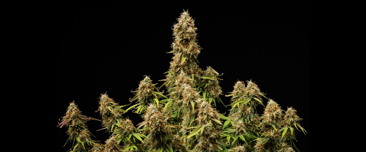 Gaia F1 eindresultaat Dichte, harsrijke toppen met een volledig rijpe structuur aan het einde van de cyclus