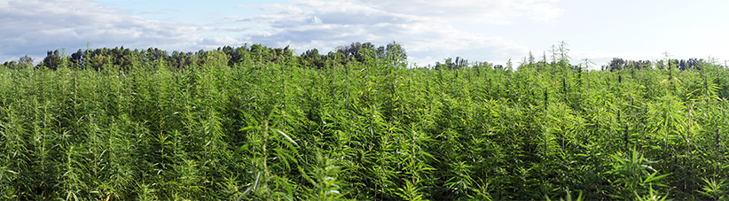 Buiten kweken cannabis Buiten kweken cannabis