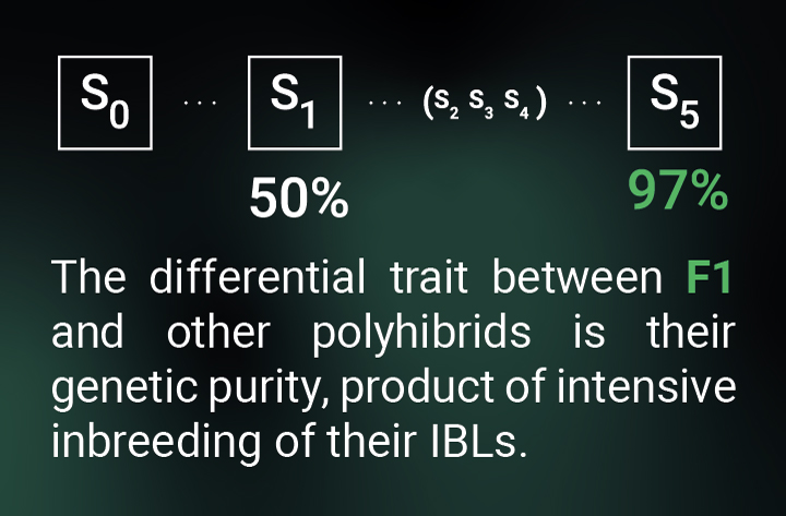 Genetic Purity F1 Genetic Purity F1