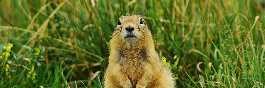 GRONDEEKHOORNS GRONDEEKHOORNS
