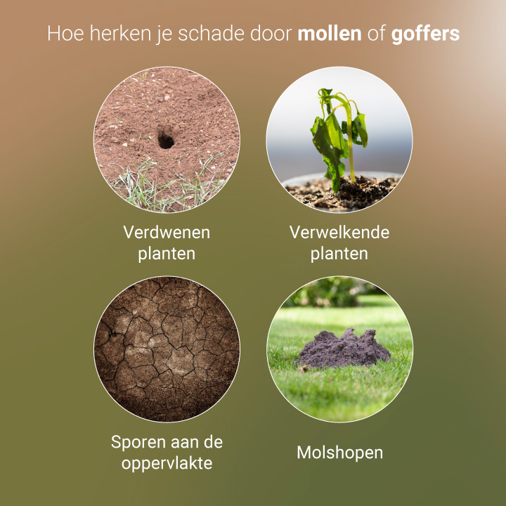 Signs of Moles and Gophers