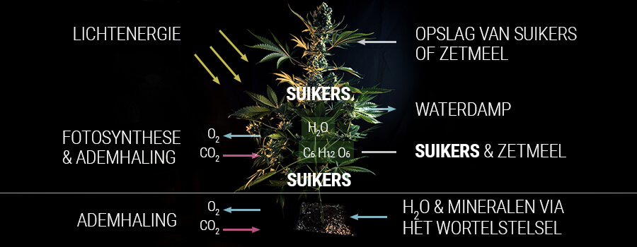 Hoe een cannabisplant suiker produceert