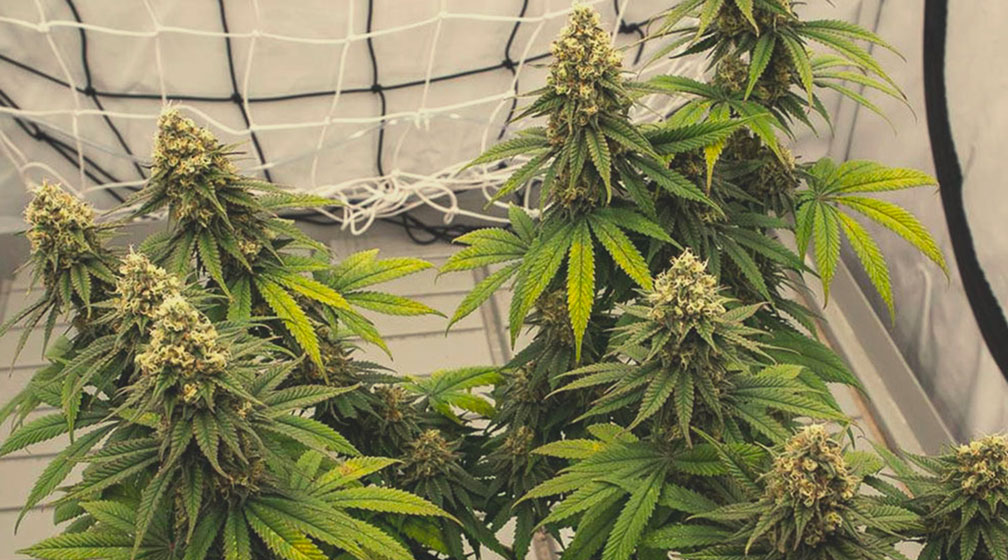 Green Crack Punch Green Crack Punch