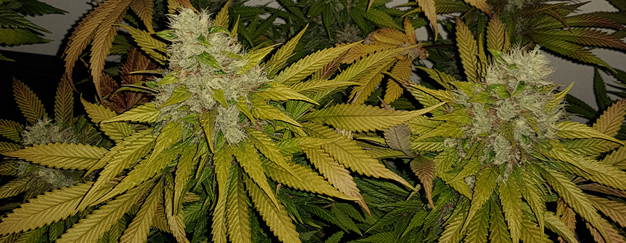 Green Gelato Green Gelato