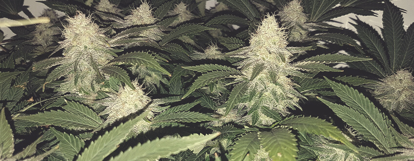 Green Gelato Green Gelato