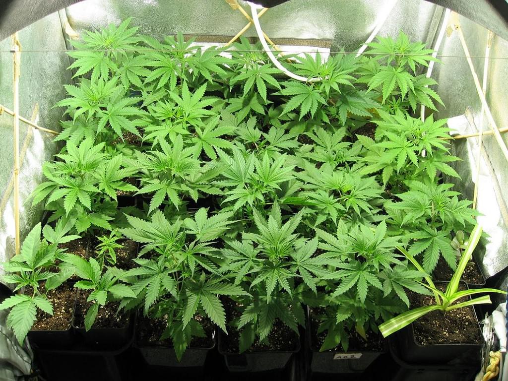 Indoor marihuana kweken Indoor marihuana kweken