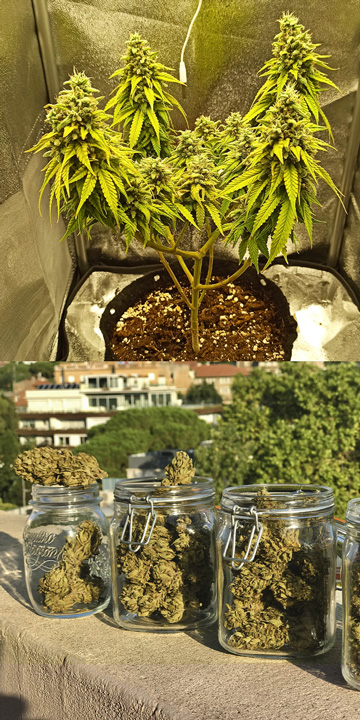 Wie Gebruikt Automatische Cannabissoorten en Waarom? Wie Gebruikt Automatische Cannabissoorten en Waarom?