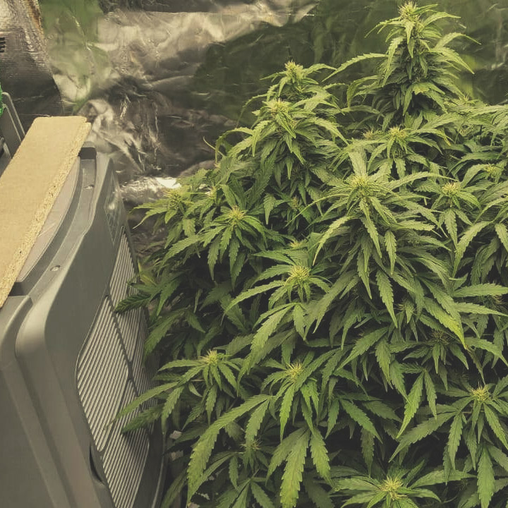 Hoe Kweek Je Autoflowering Zaden? Hoe Kweek Je Autoflowering Zaden?