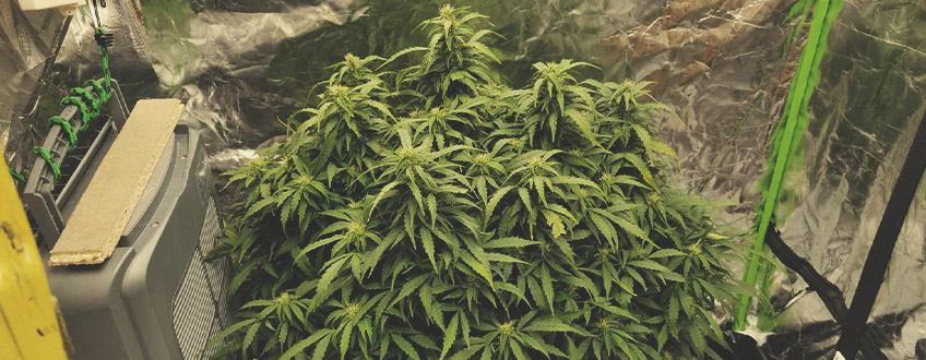 Hoe Kweek Je Autoflowering Zaden? Hoe Kweek Je Autoflowering Zaden?