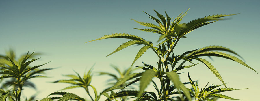 HOW TO GROW YOUR OUTDOOR AUTOFLOWERS HOW TO GROW YOUR OUTDOOR AUTOFLOWERS