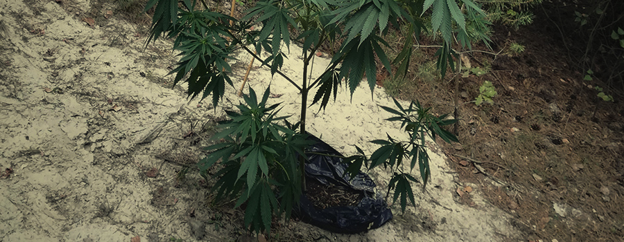 Guerrilla Cannabis Plantage Guerrilla Cannabis Plantage