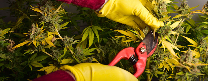 Cannabis snijden
