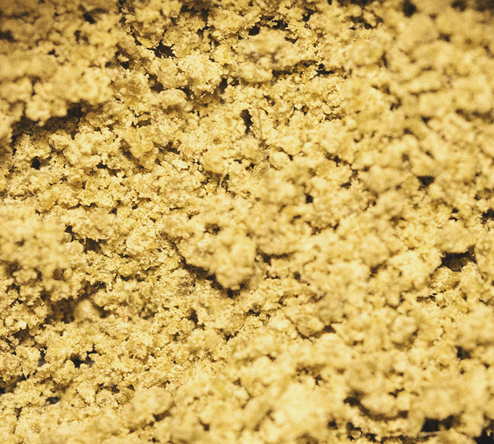 Wat is 'reggie weed' en kun je het roken? Wat is 'reggie weed' en kun je het roken?