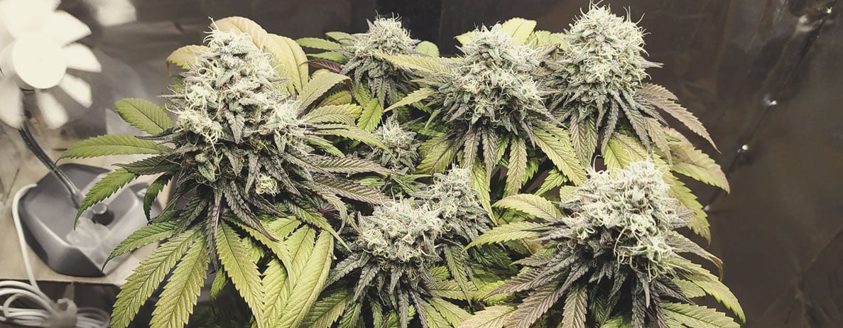 Haze Berry Haze Berry