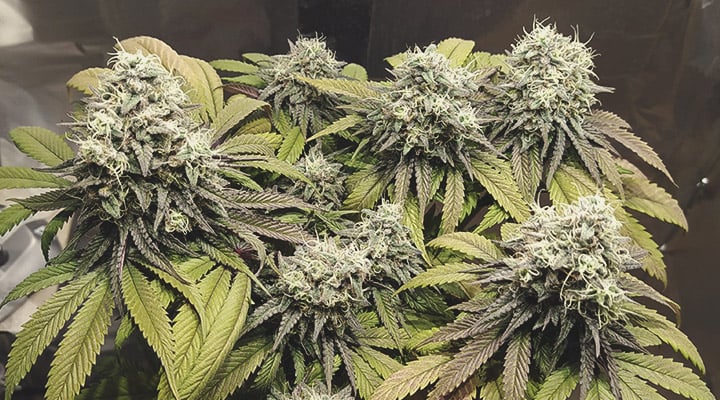 Haze Berry Haze Berry